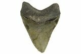 Fossil Megalodon Tooth - North Carolina #328245-2